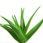 ALOE VERA GEL USES AND HOW TO MAKE IT-min (1)
